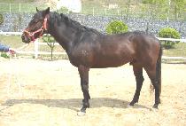 �ݺ��� (GEUMBIT MORAE) ����