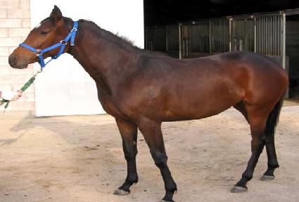 ������� ����