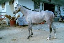 �ϴó��� (HANEULLARI) ����