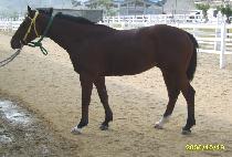 �����è�Ǿ� (DEPENDING CHAMPION) ����