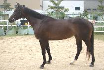 ��Ű�� (ORCHID) ����