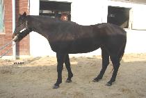 ���彺ī�� (WORLD SKY) ����