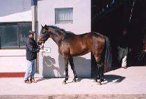 ������ŷ (PSYCHO KING) ����