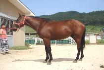 �ѳ��뱳 (HANNAM DAEGYO) ����