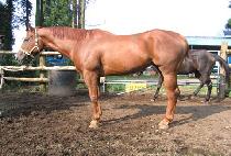 �Ѷ󿩰� (HALLA YEOGEOL) ����