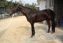 �ݺ�ȭ�� (GEUMBITHWASAL) ����