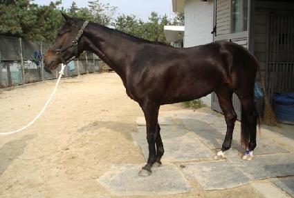 �ݺ�ȭ�� ����