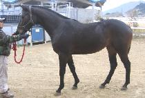 ���ߵ�ǳ (GWANGYA DOLPUNG) ����