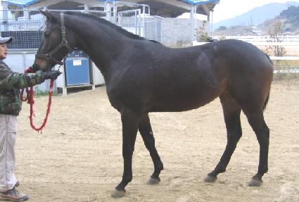 ���ߵ�ǳ ����