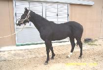 ������� (JUNGHU JANGDAE) ����