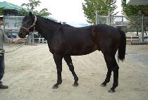 ûõ���� (CHEONGCHEONBAEGIL) ����