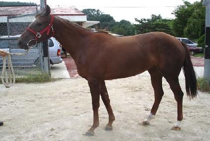 ����� ����