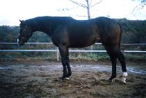 ����õ�� (WOLGOKCHEONHA) ����