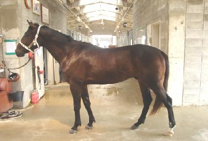 ����뱺 ����