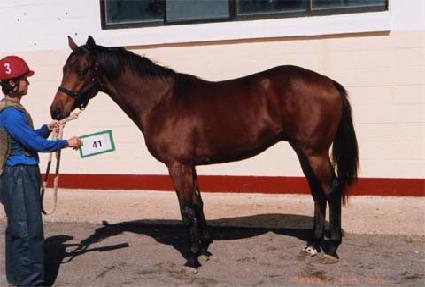 �ν�ƮĢ�� ����