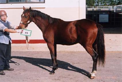 ���ǵ����� ����