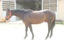 ŷ����Ŀ (KING MAKER) ����