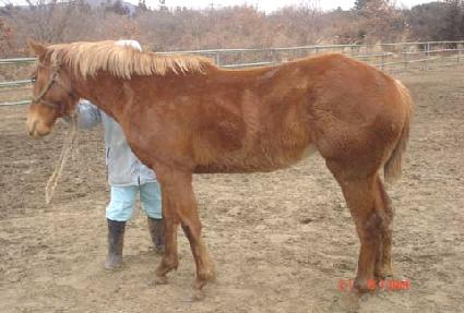 ��Ҿ�ħ ����