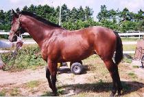 �ҵ��� (TTUKDORI) ����