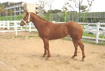 JUMAL CHEONSA picture