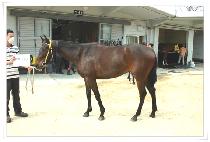 �׷���Ʈ�� (GREAT RUN) ����