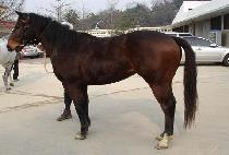 è������� (CHAMP HERO) ����