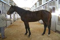 Ŀ�и��� (CAMELLIA) ����