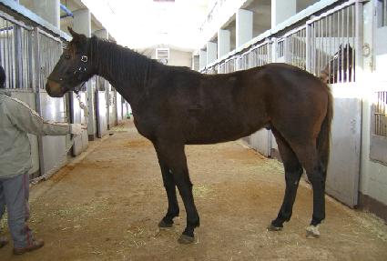 Ŀ�и��� ����