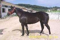 �ȸ��� (PALMETTO) ����