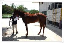 ȯȣ�Ҹ� (HWANHOSORI) ����