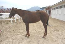 ��Ÿ�� (GANGTAJA) ����