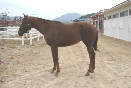 ��Ÿ�� ����