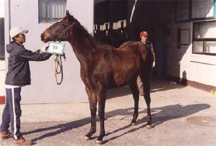 �����̷� ����