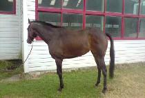 DOUBLE PREMIUM picture