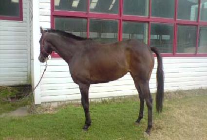 ���������̾� ����