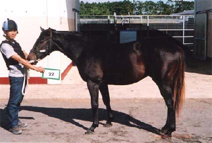 �������۴� ����