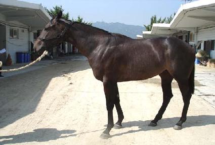 ���ʺ� ����