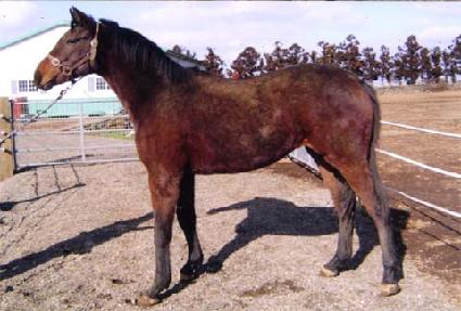 ��Ƽ���� ����