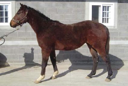 �Ѷ����̾�Ʈ ����