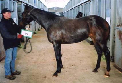 ���ֺ� ����