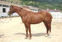 ������ũ (QUICK BIKE) ����