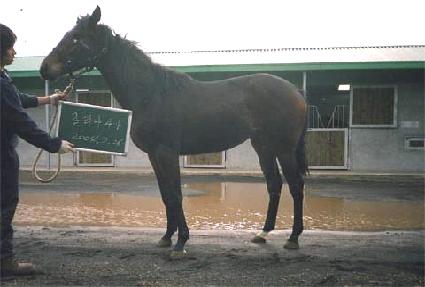 ���佺 ����