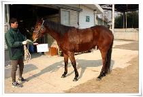 �������̵� (MAGIC LADY) ����