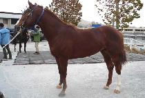 ���������� (PROFIGHTER) ����