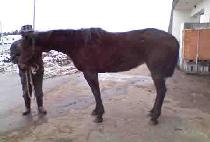 ����ȣ (GANGGUHO) ����