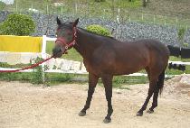 ȭ���ѹ��� (HWARYEOHAN MUPAE) ����