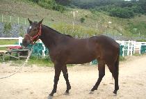 �������� (MUPAE JEONJEOK) ����