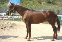 �ٶ���Ÿ�� (BARAMEUL TAGO) ����