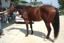 ����Ǯ (JOYFUL) ����