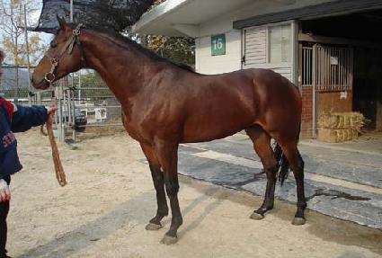 ��ġ�йи� ����